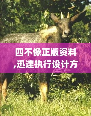 四不像正版资料,迅速执行设计方案_mShop68.747
