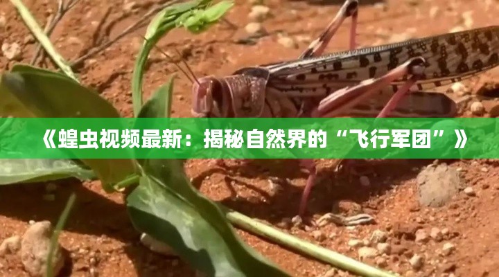 《蝗虫视频最新：揭秘自然界的“飞行军团”》
