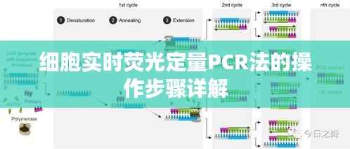 细胞实时荧光定量PCR法的操作步骤详解