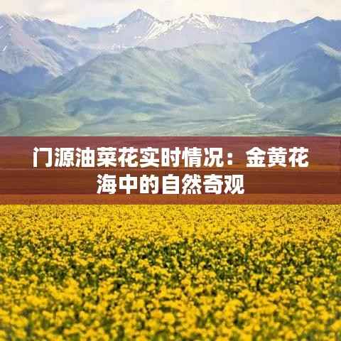 门源油菜花实时情况:金黄花海中的自然奇观