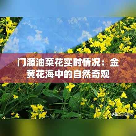 门源油菜花实时情况:金黄花海中的自然奇观