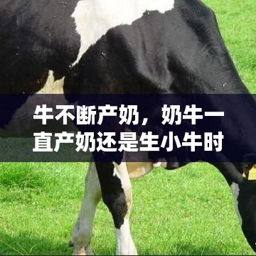 牛不断产奶，奶牛一直产奶还是生小牛时候产奶 