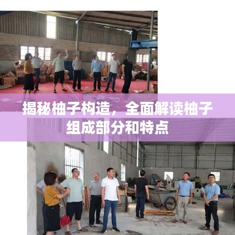 揭秘柚子构造,全面解读柚子组成部分和特点