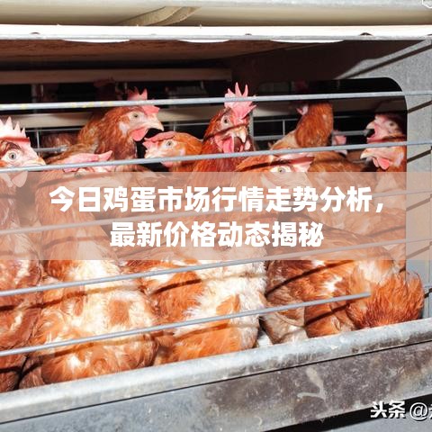 今日鸡蛋市场行情走势分析,最新价格动态揭秘