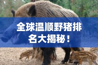 全球温顺野猪排名大揭秘!